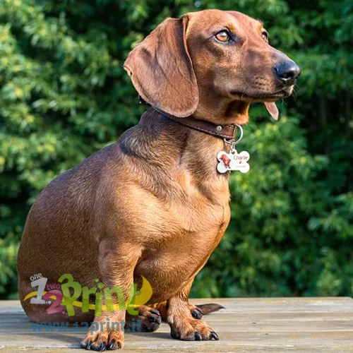 Medaglietta per cane a cuore personalizzata con foto
