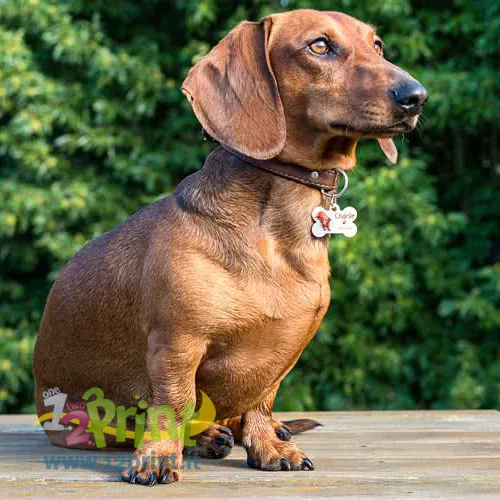 Medaglietta a osso per cane personalizzata con foto